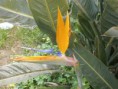 /album/fiori1/p3083347-2-jpg1/